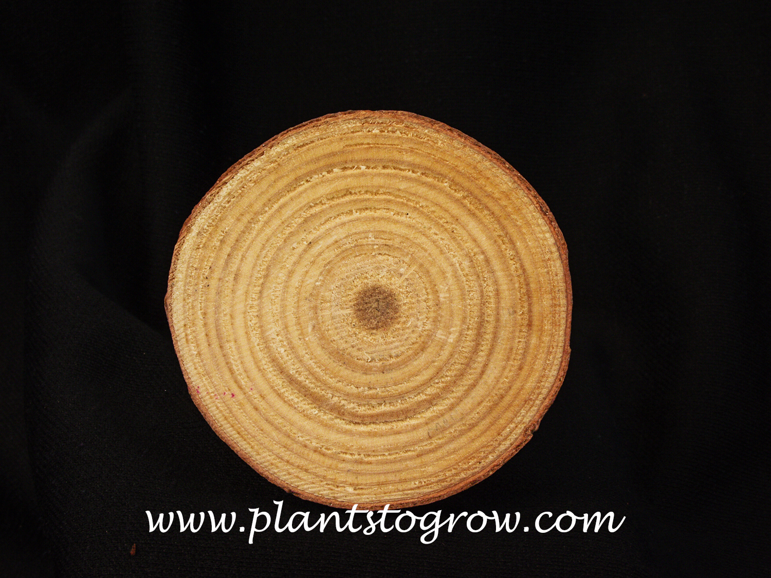 Pith in the center of a Pine cross section.